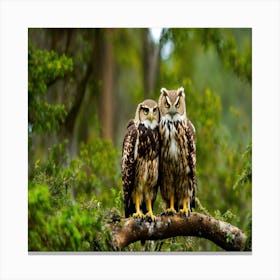 Beautiful Owls Canvas Print