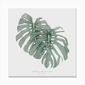 Swiss Cheese Plant Off White Square Canvas Print