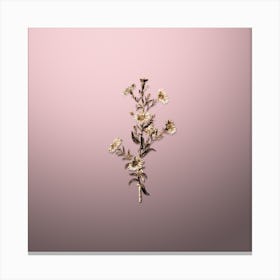 Gold Botanical Glaucous Aster Flower on Rose Quartz n.4203 Canvas Print