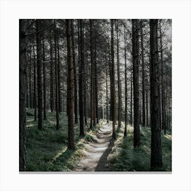 Path In The Woods Canvas Print