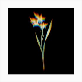 Prism Shift Gladiolus Cuspidatus Botanical Illustration on Black n.0430 Canvas Print