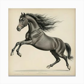 The Horse In Motion Animal Locomotion Art Print 0 Canvas Print