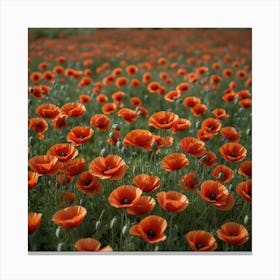 Poppy Field 3 Canvas Print