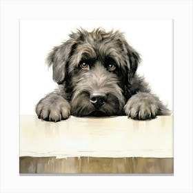 Schnauzer 12 Canvas Print