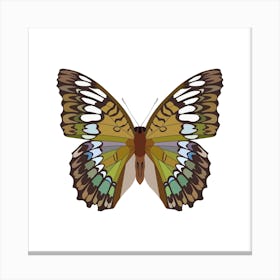 Riodinidae Butterfly Square Canvas Print
