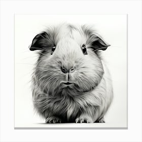 Portrait Of A Guinea Pig  Canvas Print