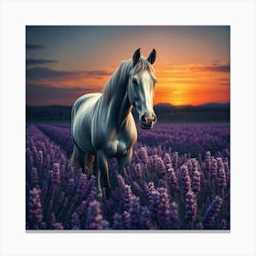 White Horse In Lavender Field At Sunset 1 Canvas Print