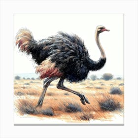 Ostrich Run in Color Detail Drawing - Wild Bird Artwork 125 Canvas Print