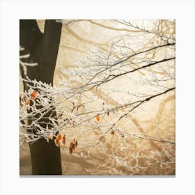 Frosty Trees Canvas Print