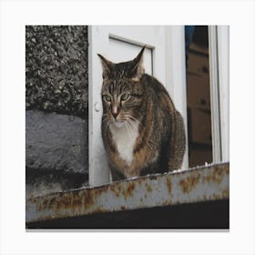 Cat On A Window Sill Canvas Print