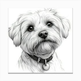 Maltese Terrier Canvas Print