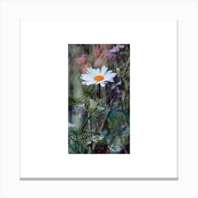 Daisy Canvas Print