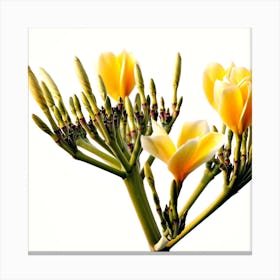Yellow Flowers On A Stem Canvas Print