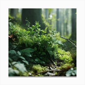 Mossy Forest 3 Canvas Print