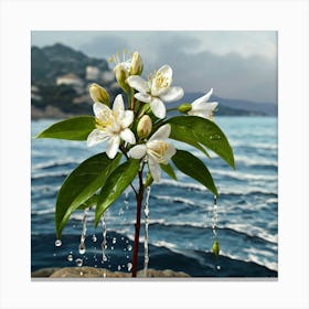 Jasmine Flower Canvas Print