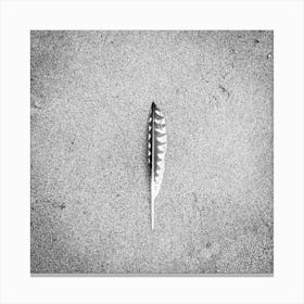 Bird feather on the Beach // Travel Photography Canvas Print
