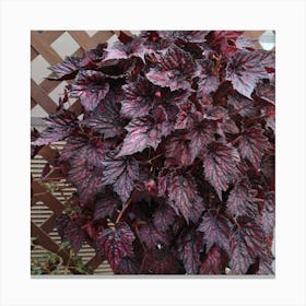 Begonia 12 Canvas Print