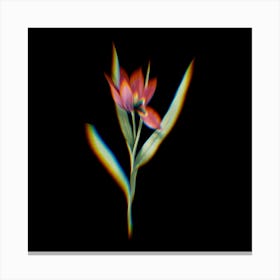 Prism Shift Tulipa Oculus Colis Botanical Illustration on Black n.0366 Canvas Print