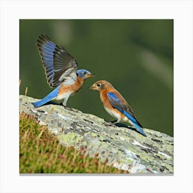 Bluebirds Canvas Print