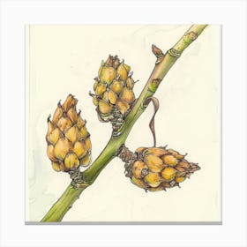 Apricots Canvas Print