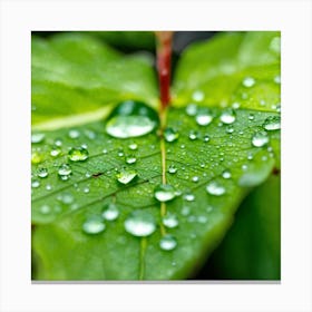 Water Droplets On A Leaf Canvas Print