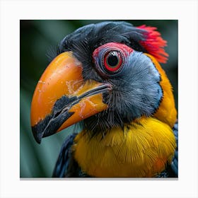 Colorful Toucan 1 Canvas Print