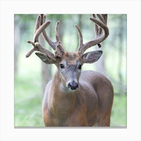 Whitetail Deer Canvas Print