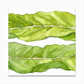 Kale Leaves Canvas Print