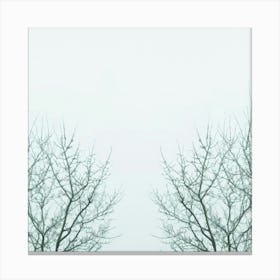 Bare Trees In The Fog Canvas Print