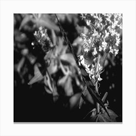 Black And White Flower Canvas Print