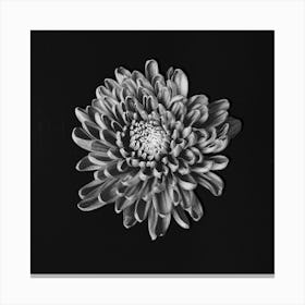 Psycheflower on black chalk artwork Canvas Print