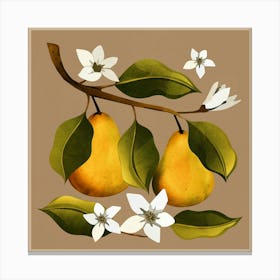 Pears Botanical Art Canvas Print