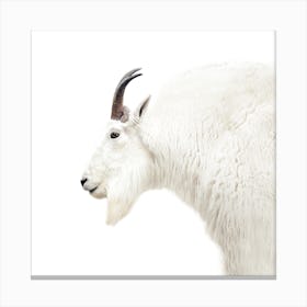 Mountain Goat Square Canvas Print