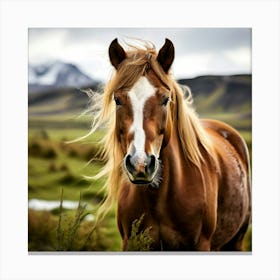 Grass Mane Head Equestrian Horse Rural White Iceland Nature Brown Field Mammal Pony Wil 2 Canvas Print