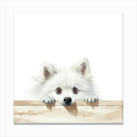 Pomeranian Dog Canvas Print