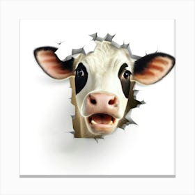 Cow Face Through A Hole Canvas Print