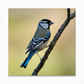 Blue Tit 58 Canvas Print