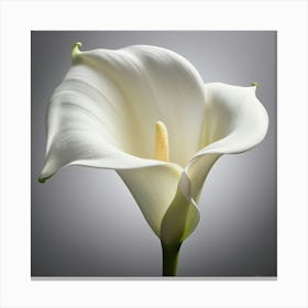 Calla Lily 1 Canvas Print