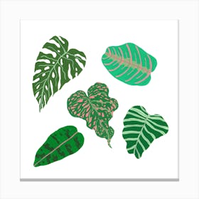 Tropical Greens Canvas Print