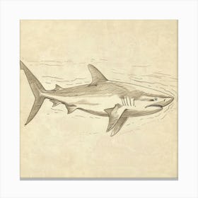 Carpet Shark Vintage Illustration 3 Canvas Print