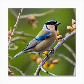 Blue Tit 85 Canvas Print