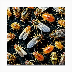 Flies Insects Pest Wings Buzzing Annoying Swarming Houseflies Mosquitoes Fruitflies Maggot (11) Canvas Print