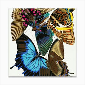 Butterflies Of The World 3 Canvas Print