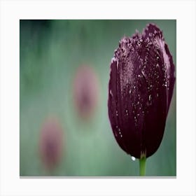 Black Tulip In The Rain Canvas Print