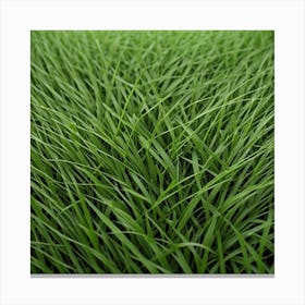 Grass Background 26 Canvas Print