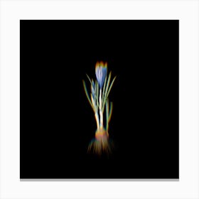 Prism Shift Spring Crocus Botanical Illustration on Black n.0308 Canvas Print