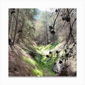 Creek In The Forest Canvas Print