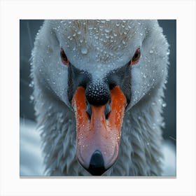 Swan In The Rain 2 Canvas Print