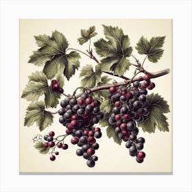 Dark Red Grapes Canvas Print