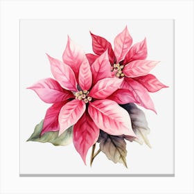 Poinsettia 17 Canvas Print